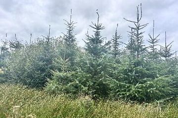 Cloonmore, Doonbeg, Co. Clare — photo 3