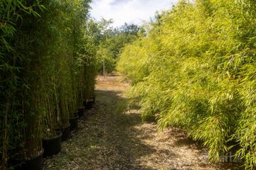 Stams Bamboo Nursery Ltd., Ballinwillin, Lismore, Co. Waterford, P51DK12 — photo 3