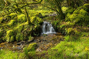 c.53 acres Forrest, Rearoe, Clogheen, Co. Tipperary — photo 3