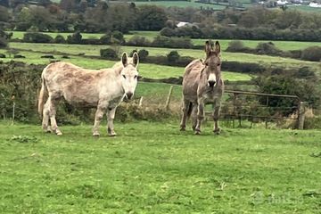 Ballynoulty, Kildorrery, Mitchelstown, Co. Cork