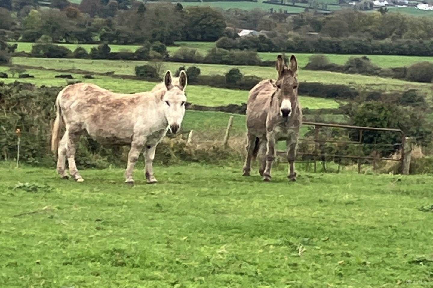 Ballynoulty, Kildorrery, Mitchelstown, Co. Cork — photo 1