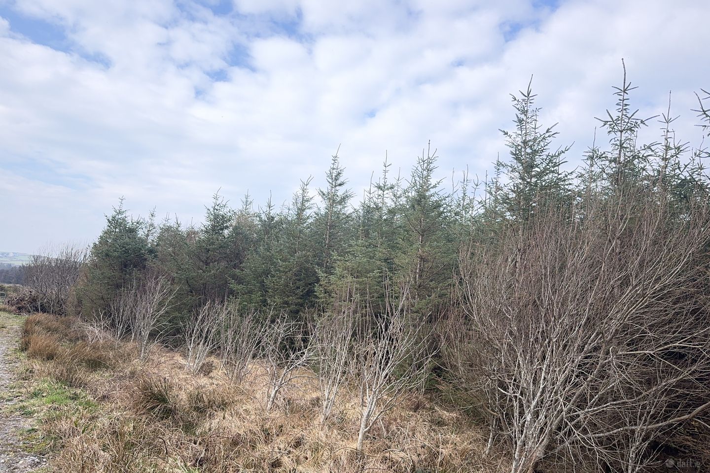 Ref 1169 - Forestry Lands, Garrane, Portmagee, Co. Kerry — photo 1