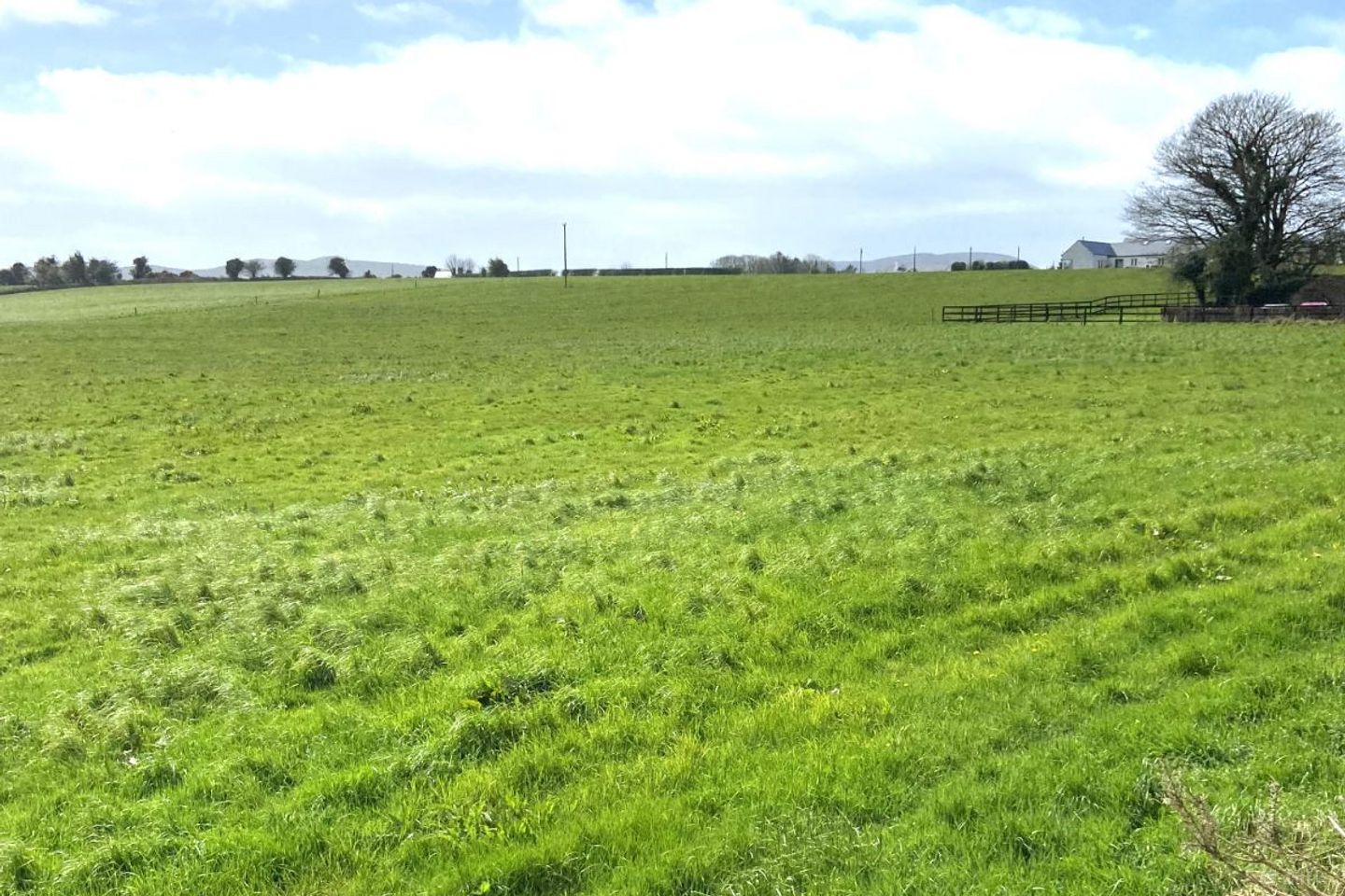 Excellent cover of grass ready for grazing