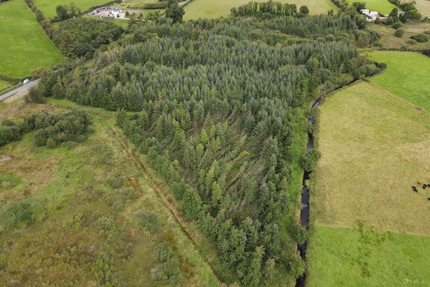 Forestry at Rosduff, Aughnacliffe, Co. Longford — photo 1