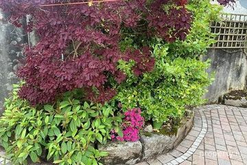 Lovely Garden