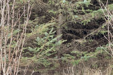 Ref 1169 - Forestry Lands, Garrane, Portmagee, Co. Kerry — photo 3