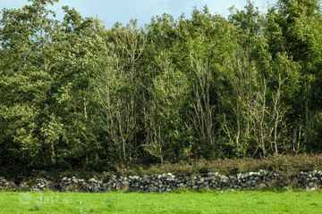 Cahernagry East, The Neale, Ballinrobe, Co. Mayo — photo 3
