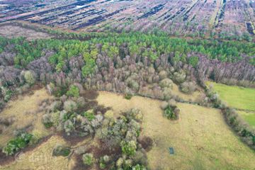 Forestry Dale Trees