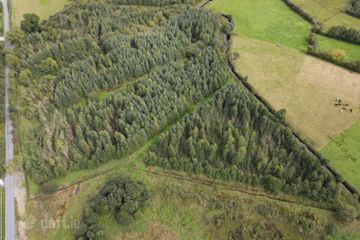 Forestry at Rosduff, Aughnacliffe, Co. Longford — photo 3