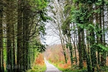 Mote park, Ballymurray, Co. Roscommon — photo 3