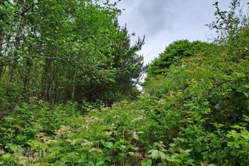 c.93 acres of Forest, Gortacurrig, Kildorrery near, Fermoy, Co. Cork — photo 3