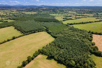 Lot 3 - Forestry At Newtown, Bonnettstown, Co. Kilkenny, Tullaroan, Co. Kilkenny — photo 3
