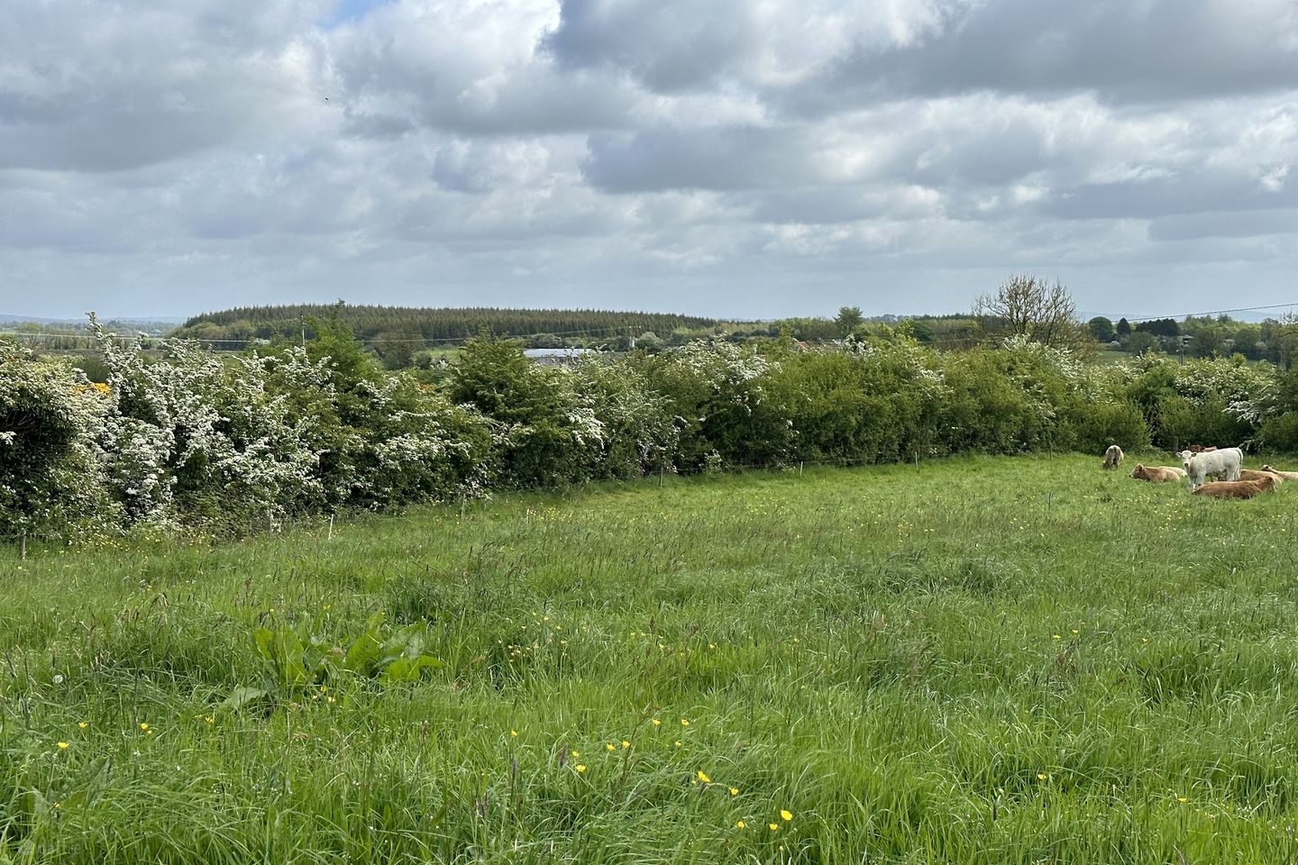 Springtown ,Granard , Co Longford, Granard, Co. Longford — photo 1