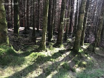 351 Acres Of Forestry Land Gortaderra, County Clare, Scarriff, Co. Clare - Image 3