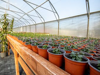 Woodford Garden Centre, Woodford, Co. Galway - Image 5