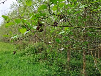 High Nature Value Site, C.93 Acres, Gortacurrig, Kildorrery Near, Fermoy, Co. Cork - Image 4