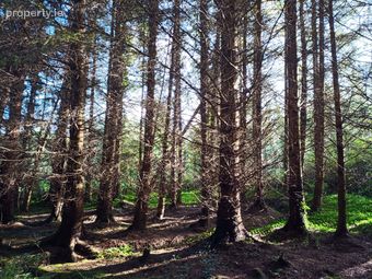 Knockerra, Cooraclare, Kilrush, Co. Clare - Image 3