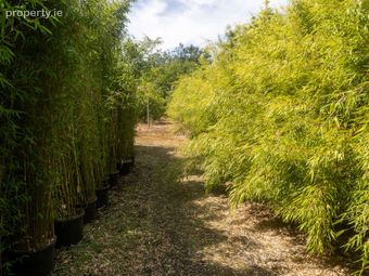 Stams Bamboo Nursery Ltd., Ballinwillin, Lismore, Co. Waterford - Image 3