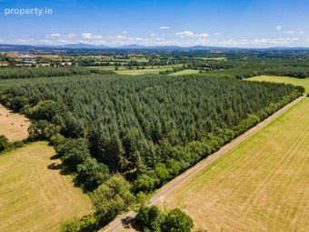 Lot 3 - Forestry At Newtown, Bonnettstown, Co. Kilkenny, Tullaroan, Co. Kilkenny - Image 2