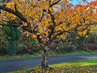 6 Swainstown Cottages, Dunsany Rd, Kilmessan, Co. Meath - Image 3