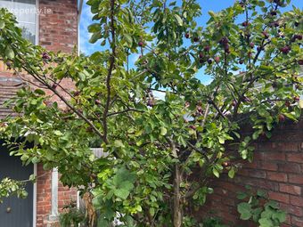 The Maples,dublin 14, Milltown, Dublin 6 - Image 2