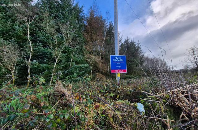 27.13 Acres Of Forestry, Stripe North, Milltown, Tuam, Co. Galway, Dunmore, Co. Galway - Click to view photos