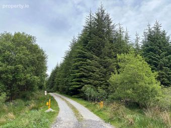 Project West Forestry, Ballykelly, Co. Clare, O'Callaghans Mills, Co. Clare - Image 3
