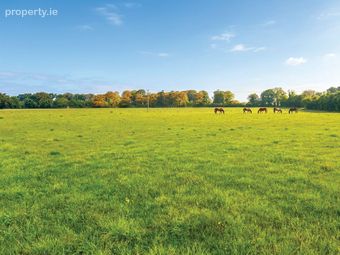 C. 16 Acres, Moorhill, Brannockstown, Brannockstown, Co. Kildare - Image 3