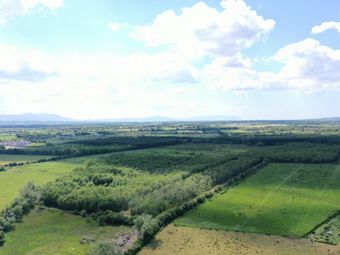 19.7 Acres Forestry Plantation Clogher, Lixnaw, Co. Kerry - Image 4
