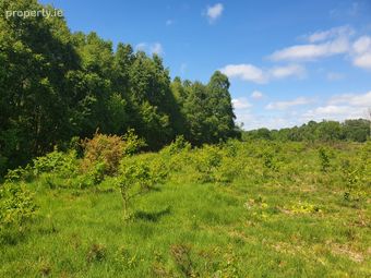 Rathmore, Carbury, Kildare, Carbury, Co. Kildare - Image 5