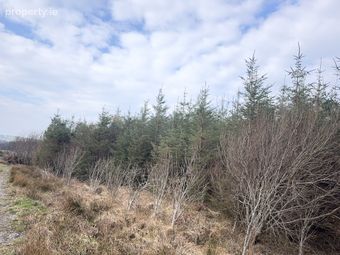Ref 1169 - Forestry Lands, Garrane, Portmagee, Co. Kerry
