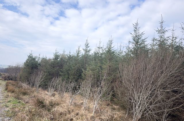Ref 1169 - Forestry Lands, Garrane, Portmagee, Co. Kerry - Click to view photos