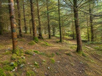 C.53 Acres Forrest, Rearoe, Clogheen Near, Mitchelstown, Co. Cork - Image 4