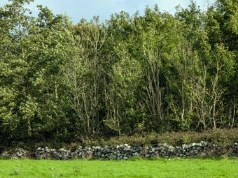 Cahernagry East, The Neale, Ballinrobe, Co. Mayo - Image 3