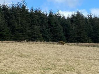 185 Acres Of Afforested Land, Cashelnavean, Ballybofey, Co. Donegal, Ballybofey, Co. Donegal - Image 4