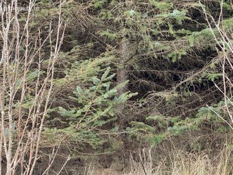 Ref 1169 - Forestry Lands, Garrane, Portmagee, Co. Kerry - Image 3