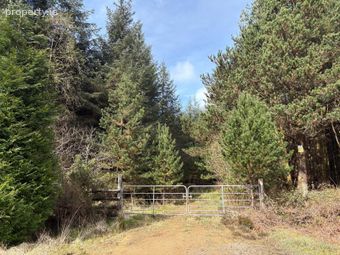 351 Acres Of Forestry Land Gortaderra, County Clare, Scarriff, Co. Clare - Image 4