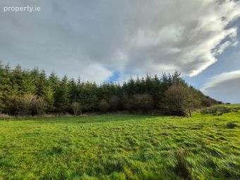 17.27 Acres Of Forestry In Milltown, Milltown, Tuam, Co. Galway, Tuam, Co. Galway - Image 2