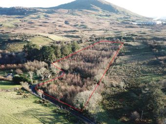 Forestry At Cloghbrack Upper, Cloughbrack Upper, Cornamona, Co. Galway, Cornamona, Co. Galway - Image 5