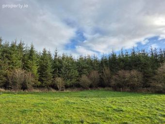 17.27 Acres Of Forestry In Milltown, Milltown, Tuam, Co. Galway, Tuam, Co. Galway - Image 4