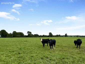 Kilgawny(lot 4 C. 31.721 Acres Of Mature Forestry), Rathconrath, Co. Westmeath, Rathconrath, Co. Westmeath