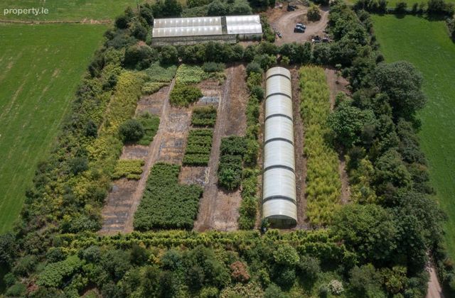 Stams Bamboo Nursery Ltd., Ballinwillin, Lismore, Co. Waterford - Click to view photos