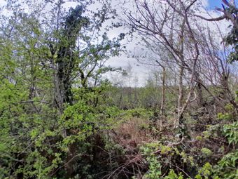 Knocks, Killasser, Co. Mayo, Swinford, Co. Mayo - Image 3