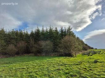 17.27 Acres Of Forestry In Milltown, Milltown, Tuam, Co. Galway, Tuam, Co. Galway - Image 3