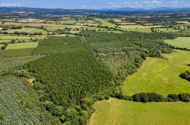Lot 3 - Forestry At Newtown, Bonnettstown, Co. Kilkenny, Tullaroan, Co. Kilkenny - Click to view photos
