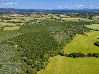 Lot 3 - Forestry At Newtown, Bonnettstown, Co. Kilkenny, Tullaroan, Co. Kilkenny