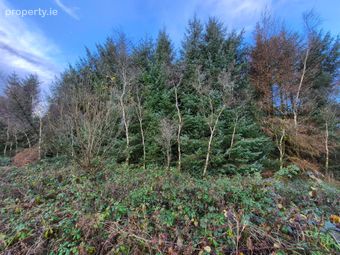 27.13 Acres Of Forestry, Stripe North, Milltown, Tuam, Co. Galway, Dunmore, Co. Galway - Image 4
