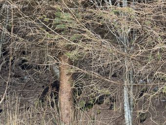 Ref 1169 - Forestry Lands, Garrane, Portmagee, Co. Kerry - Image 4