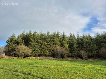 17.27 Acres Of Forestry In Milltown, Milltown, Tuam, Co. Galway, Tuam, Co. Galway - Image 5