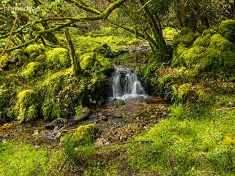 C.53 Acres Forrest, Rearoe, Clogheen Near, Mitchelstown, Co. Cork - Image 5